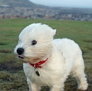 Meet your Posher, Hayo